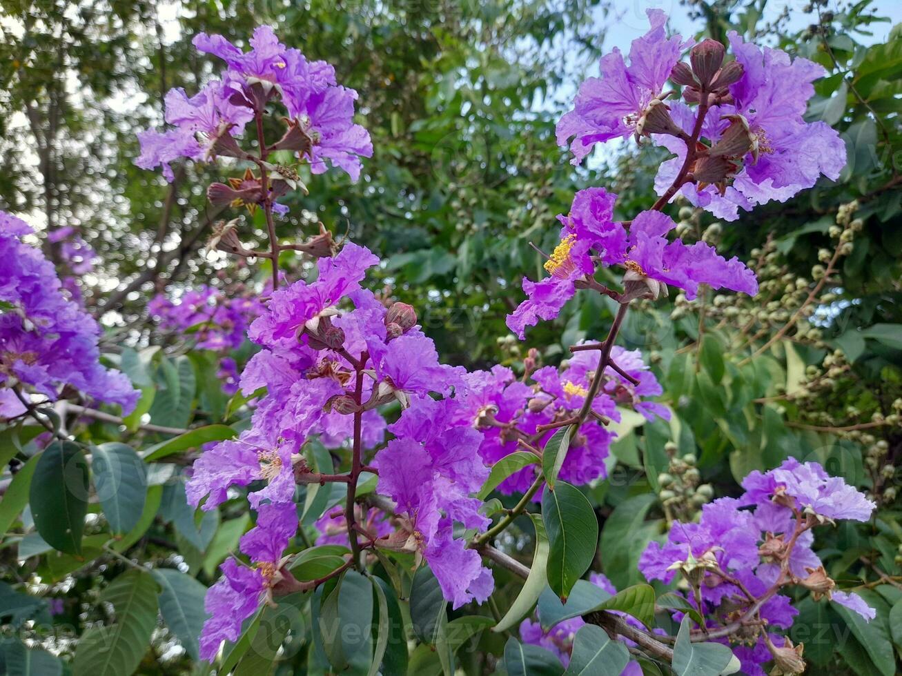 Beautiful purple crape myrtle blooms on the island of Lombok, Indonesia photo
