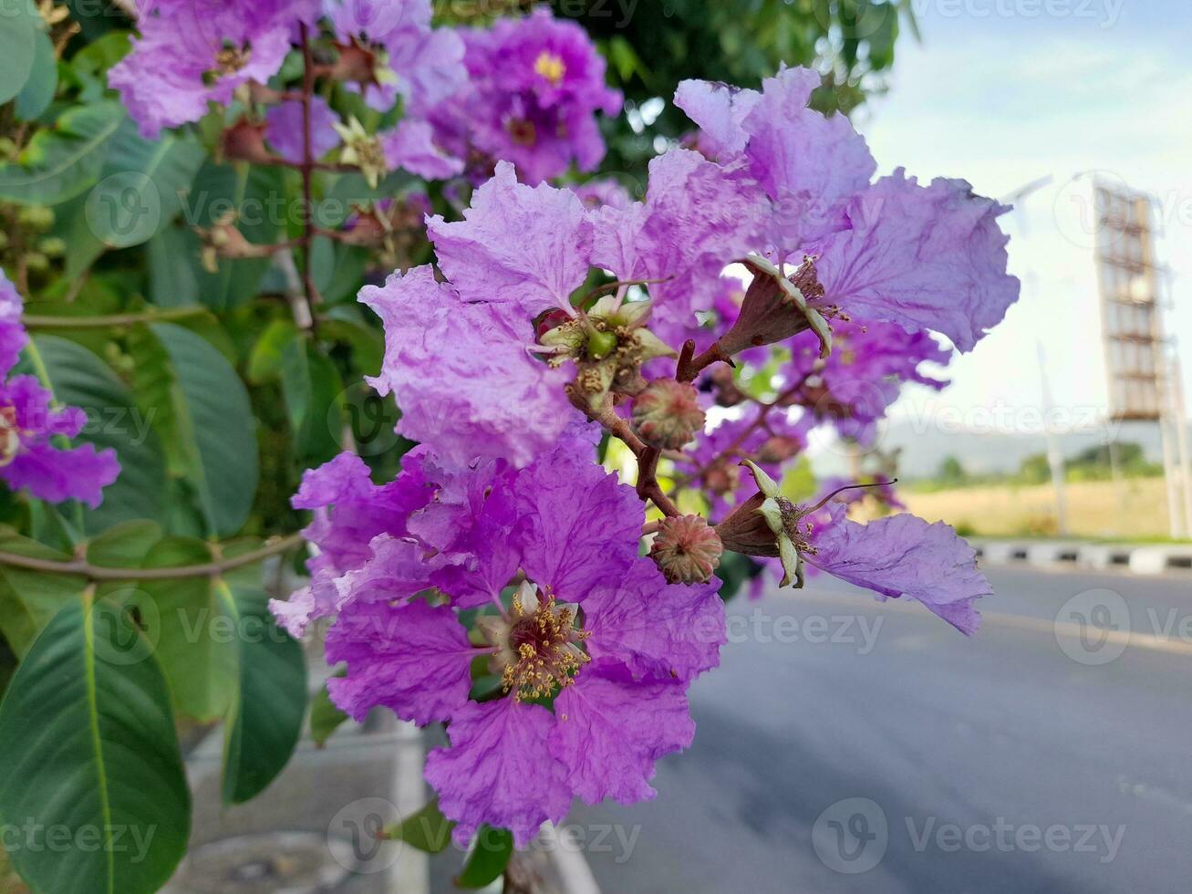 Beautiful purple crape myrtle blooms on the island of Lombok, Indonesia photo
