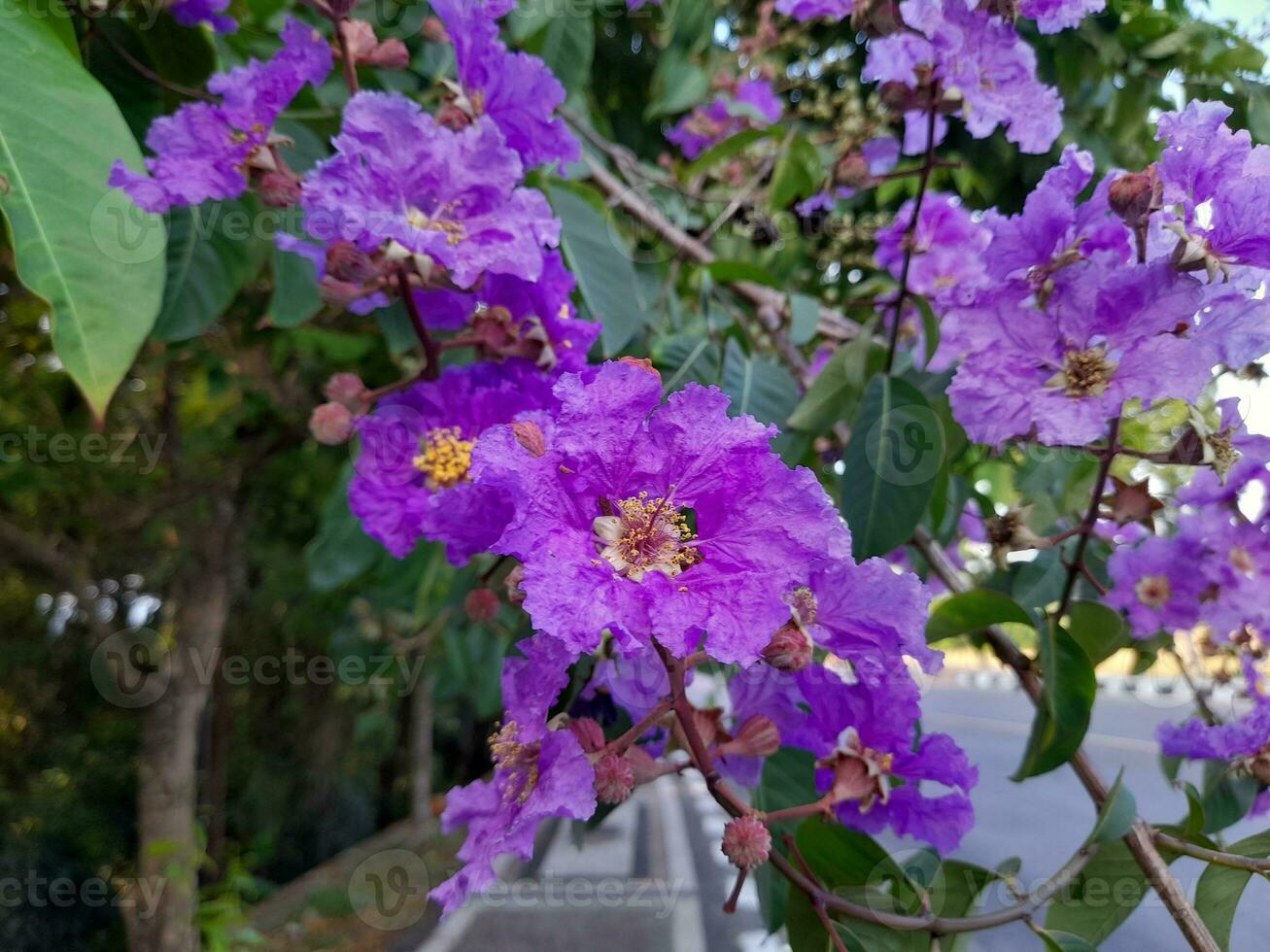 Beautiful purple crape myrtle blooms on the island of Lombok, Indonesia photo
