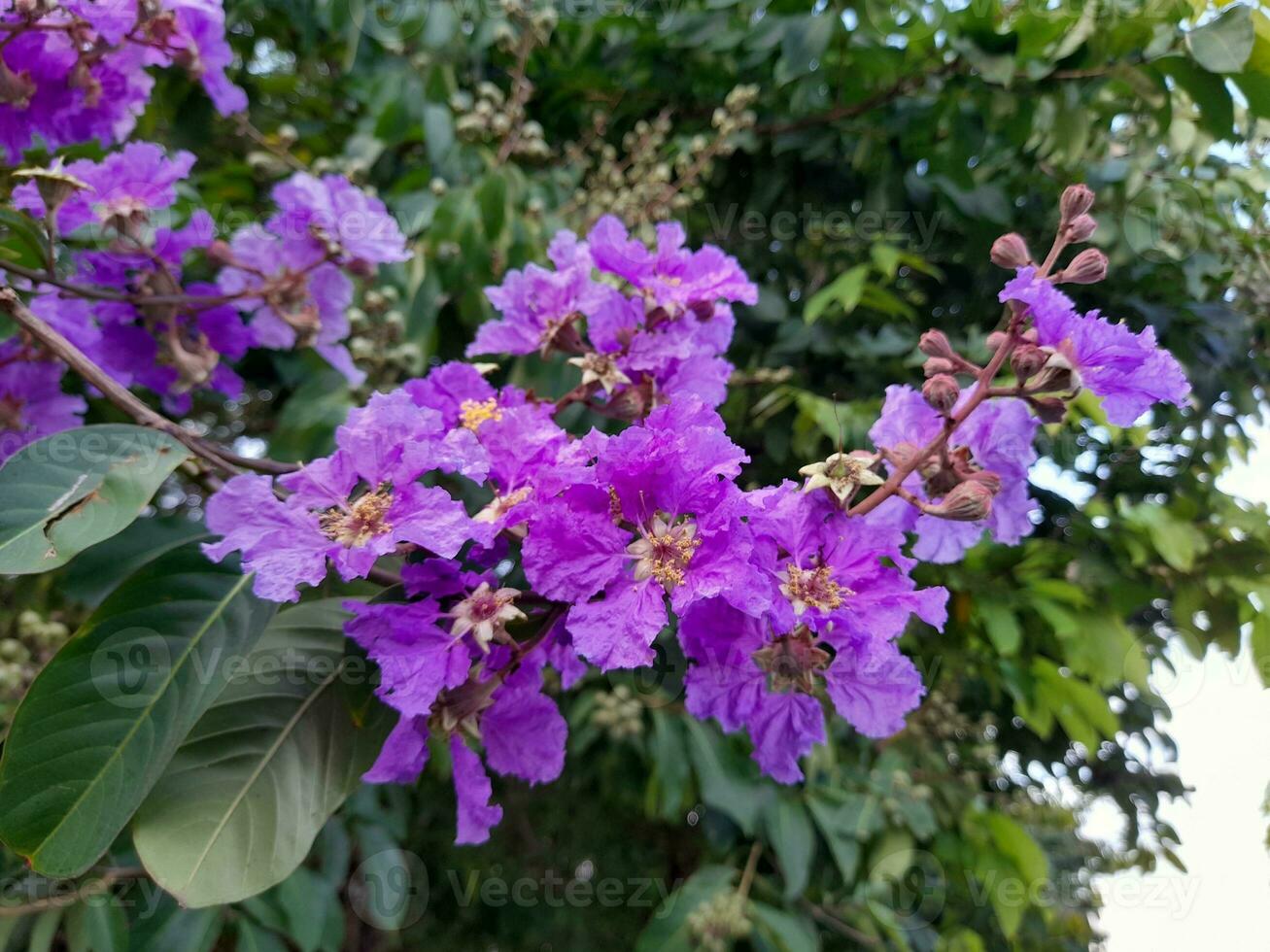 Beautiful purple crape myrtle blooms on the island of Lombok, Indonesia photo
