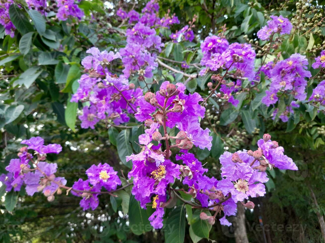 Beautiful purple crape myrtle blooms on the island of Lombok, Indonesia photo