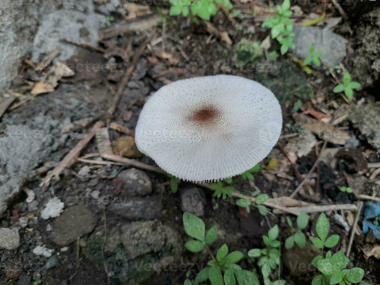 Lepiota is a genus of gilled mushrooms in the family Agaricaceae. photo