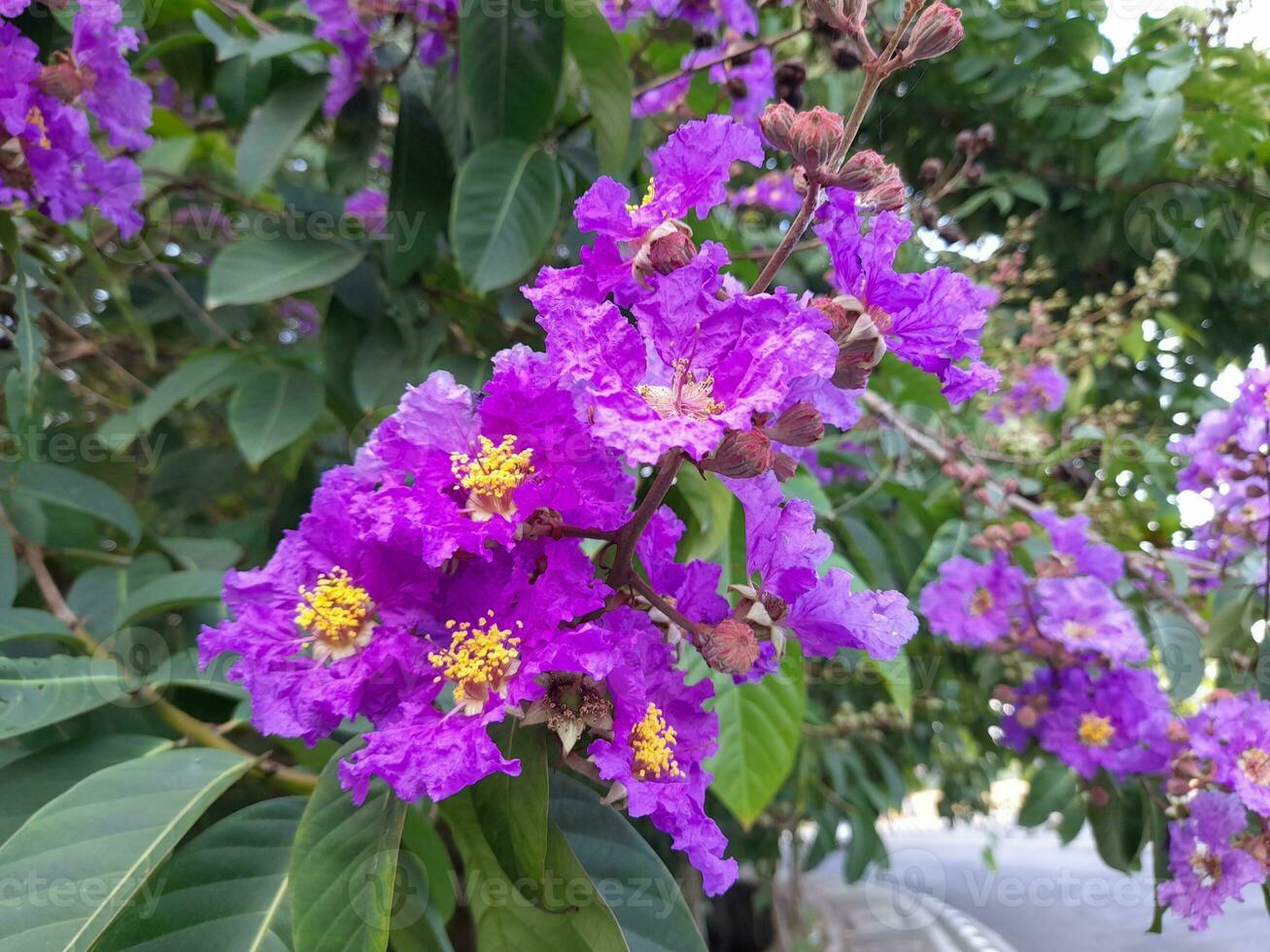 Beautiful purple crape myrtle blooms on the island of Lombok, Indonesia photo