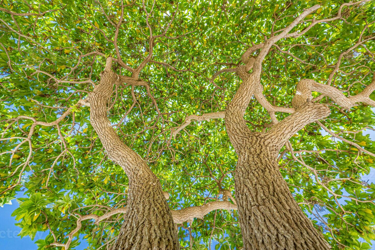 Tall tree in the forest in warm sunlight. Spring summer green forest trees. nature greenery wood sunlight backgrounds. Ecology landscape, blue sky sunny trunk, dramatic old tree from low point of view photo