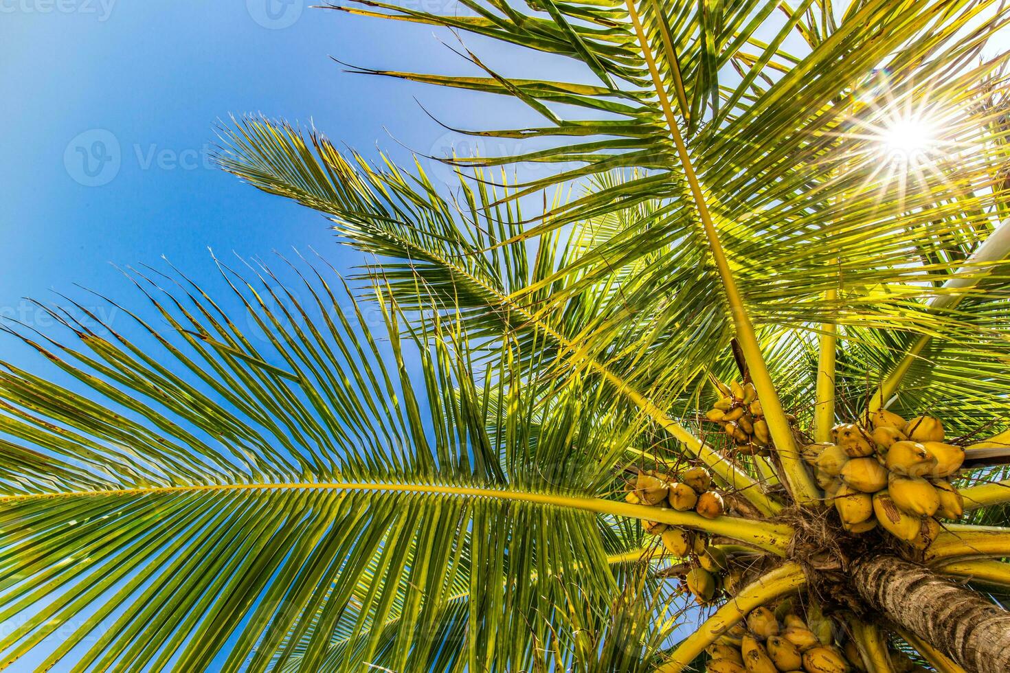 Perfecto Hora de verano vacaciones fondo de pantalla. azul soleado cielo y Coco palma arboles ver desde abajo, Clásico estilo, tropical playa y exótico verano fondo, viaje concepto. increíble naturaleza playa paraíso foto