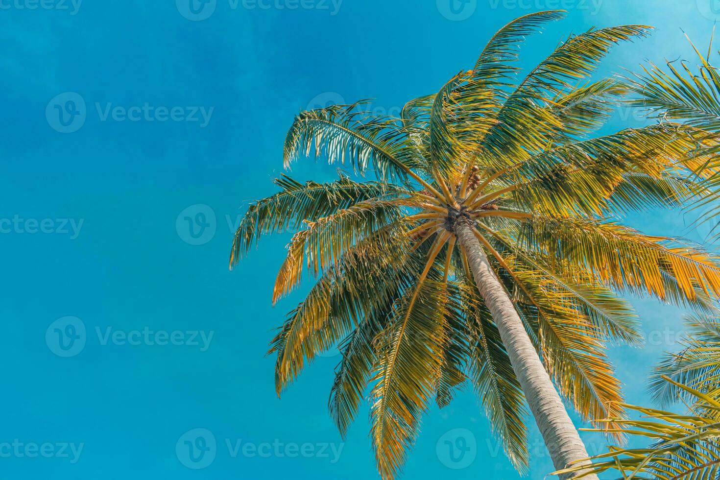 Perfect summertime vacation wallpaper. Blue sunny sky and coconut palm trees view from below, vintage style, tropical beach and exotic summer background, travel concept. Amazing nature beach paradise photo