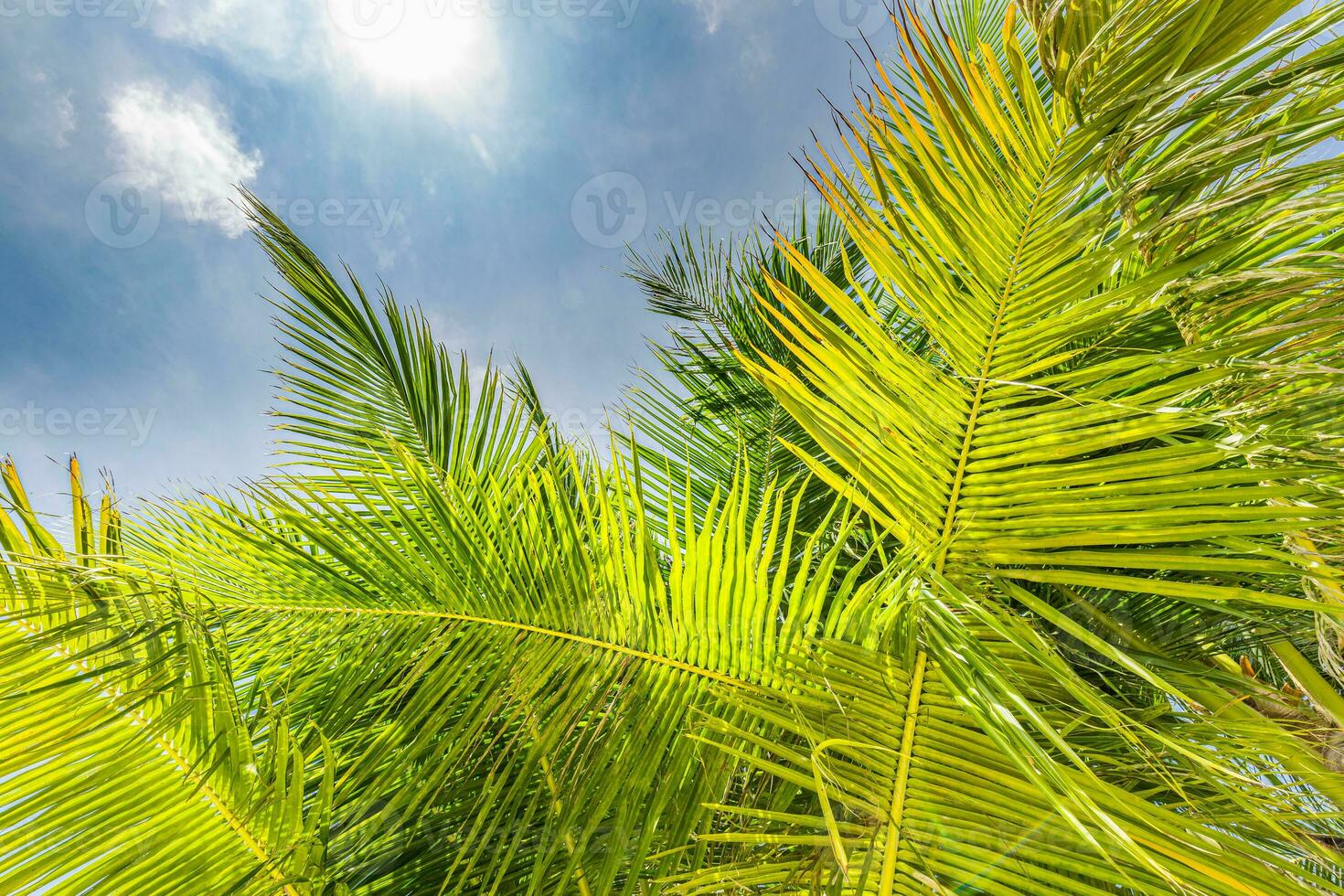 Perfect summertime vacation wallpaper. Blue sunny sky and coconut palm trees view from below, vintage style, tropical beach and exotic summer background, travel concept. Amazing nature beach paradise photo