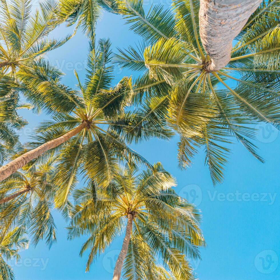 Perfecto Hora de verano vacaciones fondo de pantalla. azul soleado cielo y Coco palma arboles ver desde abajo, Clásico estilo, tropical playa y exótico verano fondo, viaje concepto. increíble naturaleza playa paraíso foto