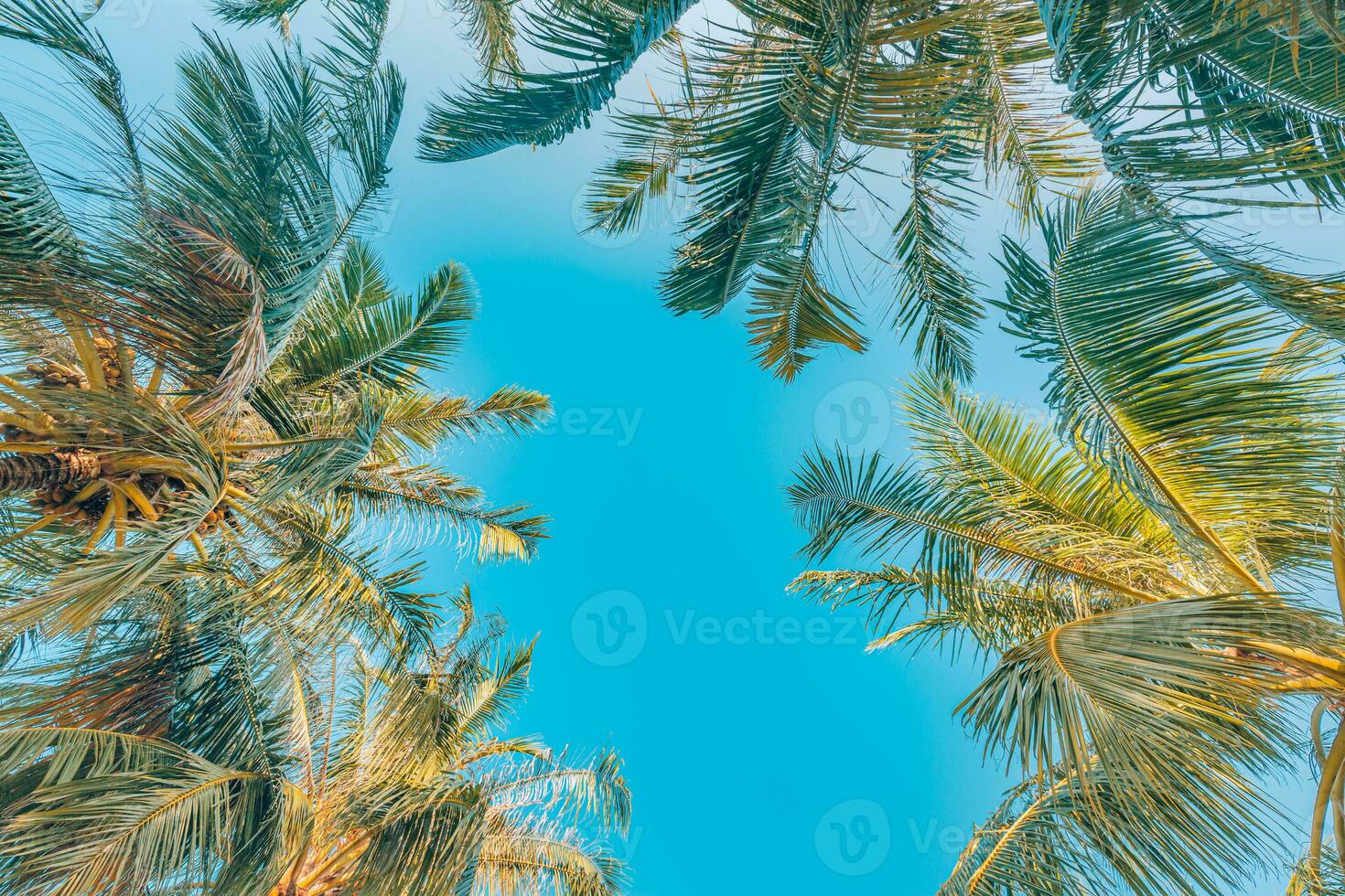 Perfect summertime vacation wallpaper. Blue sunny sky and coconut palm trees view from below, vintage style, tropical beach and exotic summer background, travel concept. Amazing nature beach paradise photo