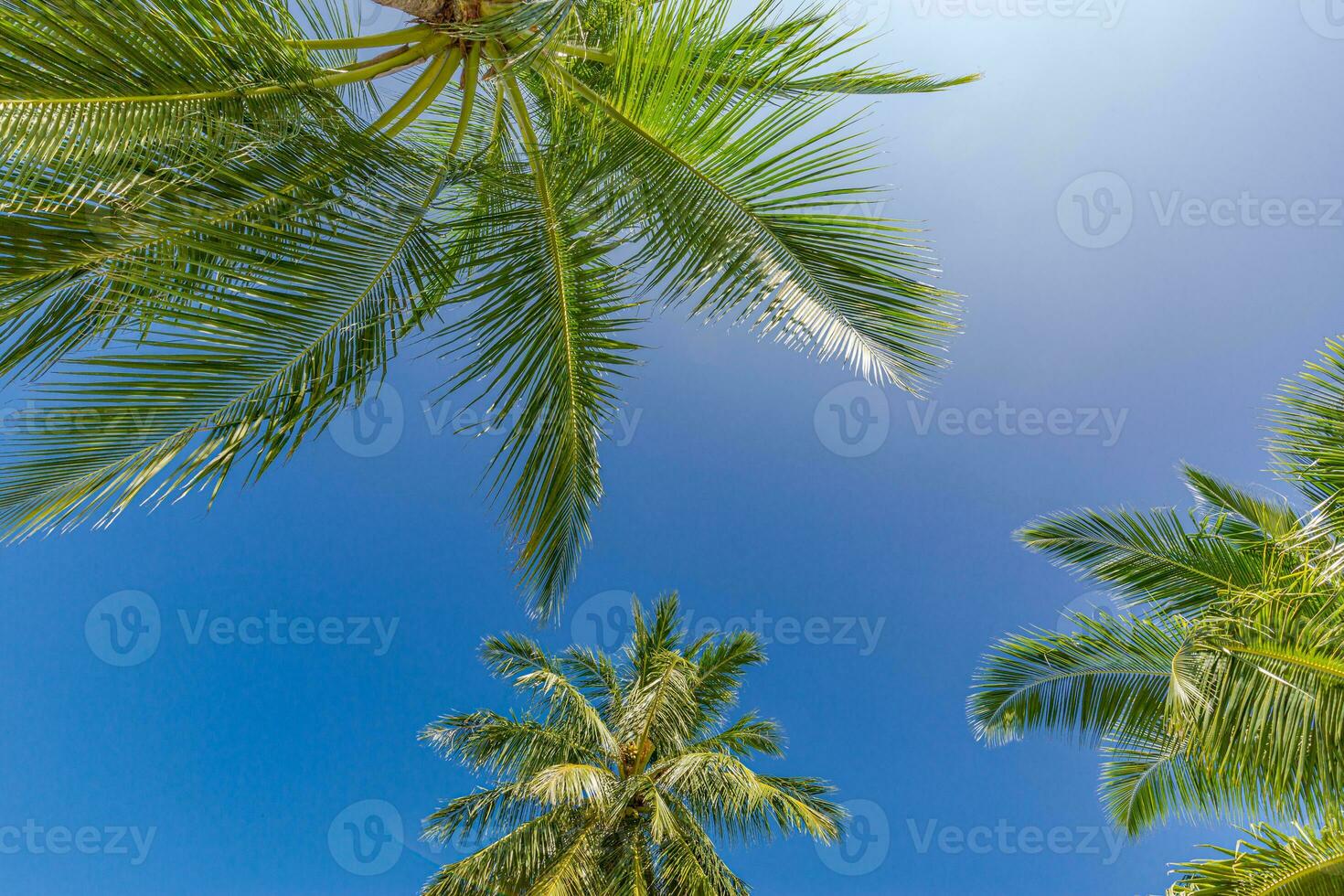 Perfecto Hora de verano vacaciones fondo de pantalla. azul soleado cielo y Coco palma arboles ver desde abajo, Clásico estilo, tropical playa y exótico verano fondo, viaje concepto. increíble naturaleza playa paraíso foto