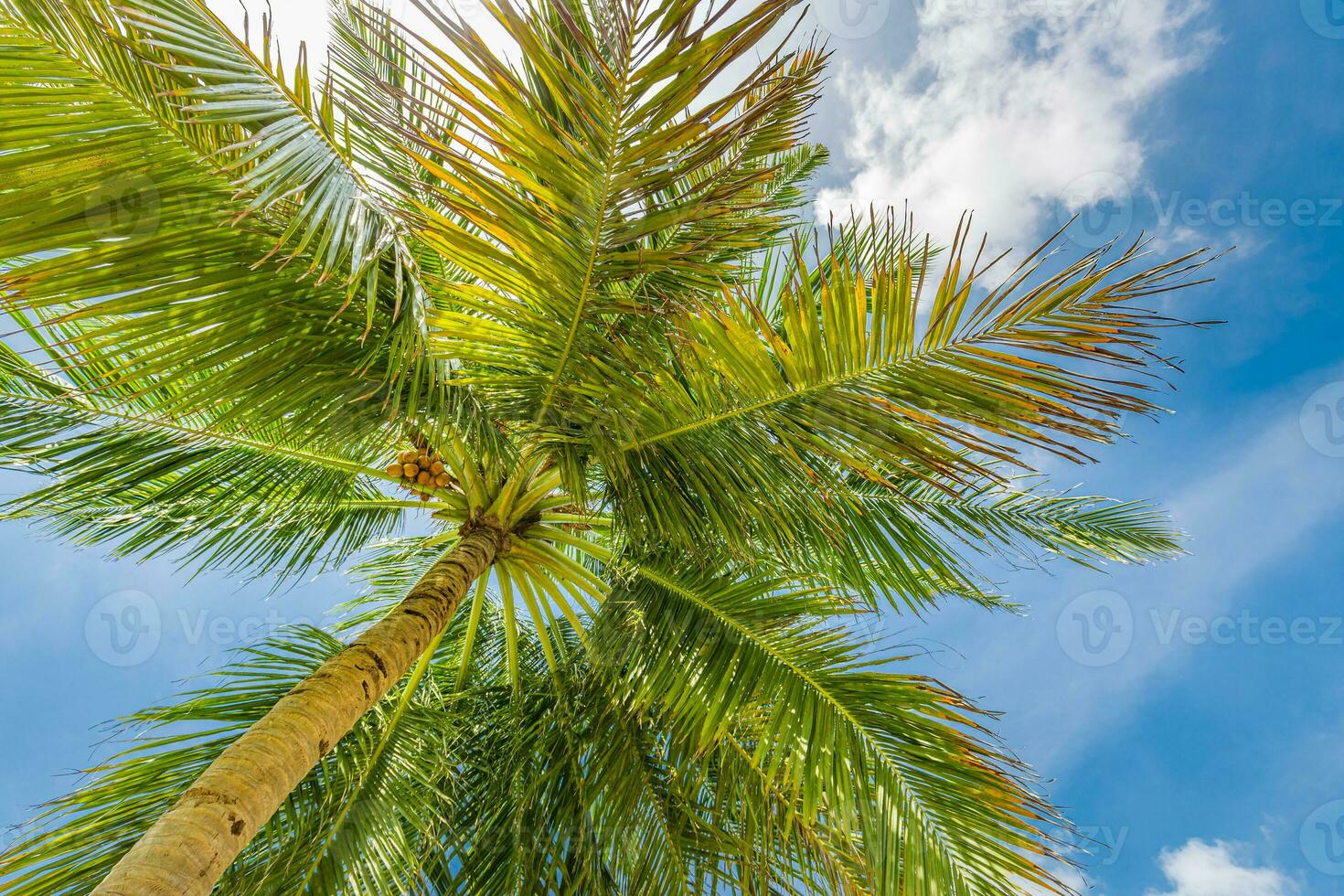 Perfecto Hora de verano vacaciones fondo de pantalla. azul soleado cielo y Coco palma arboles ver desde abajo, Clásico estilo, tropical playa y exótico verano fondo, viaje concepto. increíble naturaleza playa paraíso foto