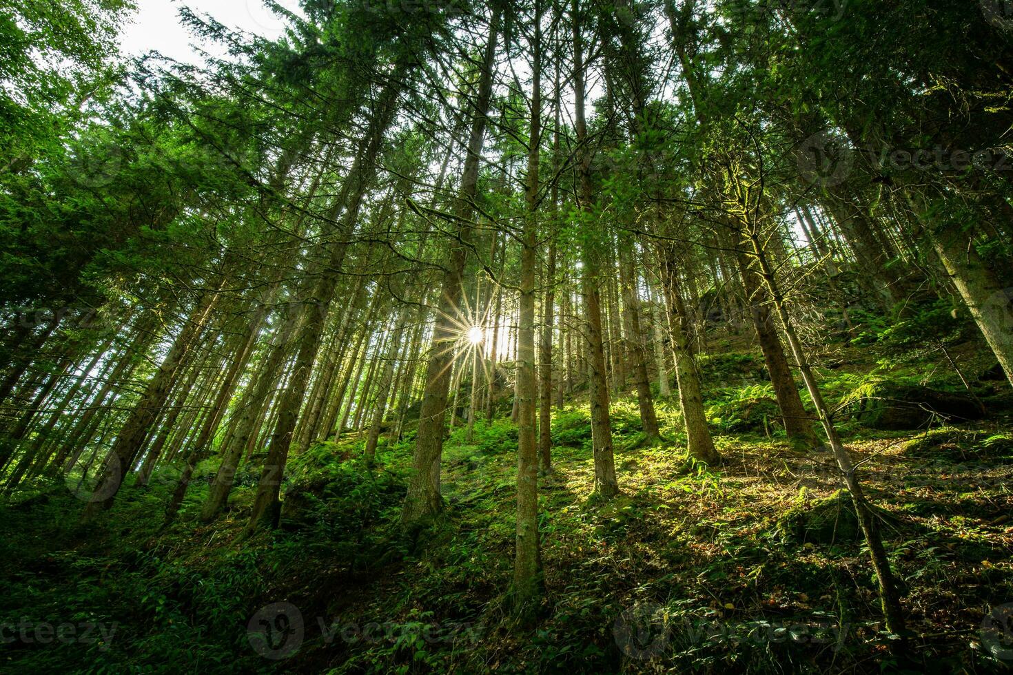 Beautiful forest path landscape background. Bright green leaves, spring summer trail in the forest. Hiking adventure, freedom recreational nature activity concept. Trees under sun rays, lush foliage photo