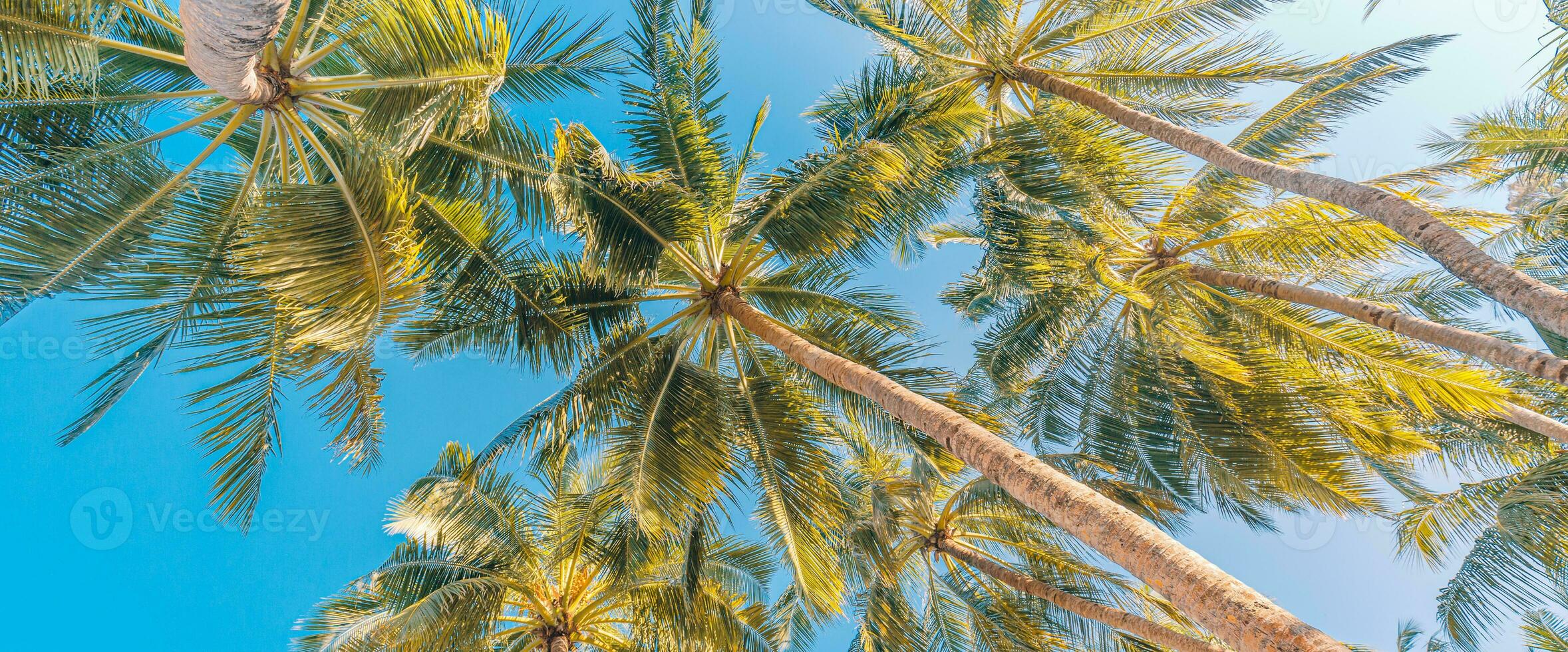 Perfect summertime vacation wallpaper. Blue sunny sky and coconut palm trees view from below, vintage style, tropical beach and exotic summer background, travel concept. Amazing nature beach paradise photo