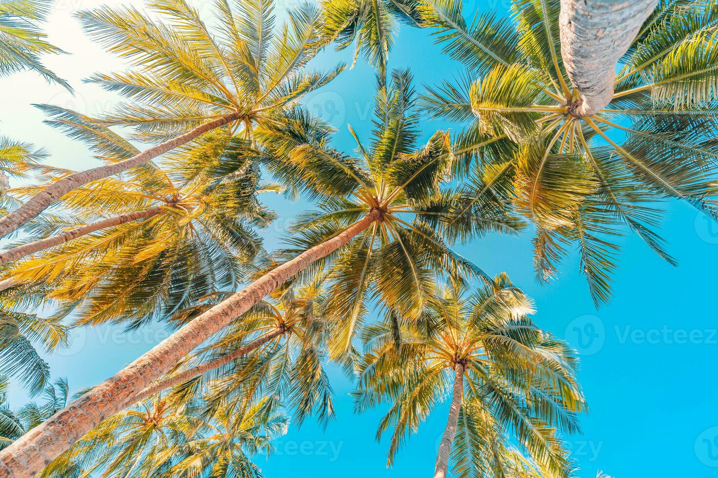 Perfect summertime vacation wallpaper. Blue sunny sky and coconut palm trees view from below, vintage style, tropical beach and exotic summer background, travel concept. Amazing nature beach paradise photo