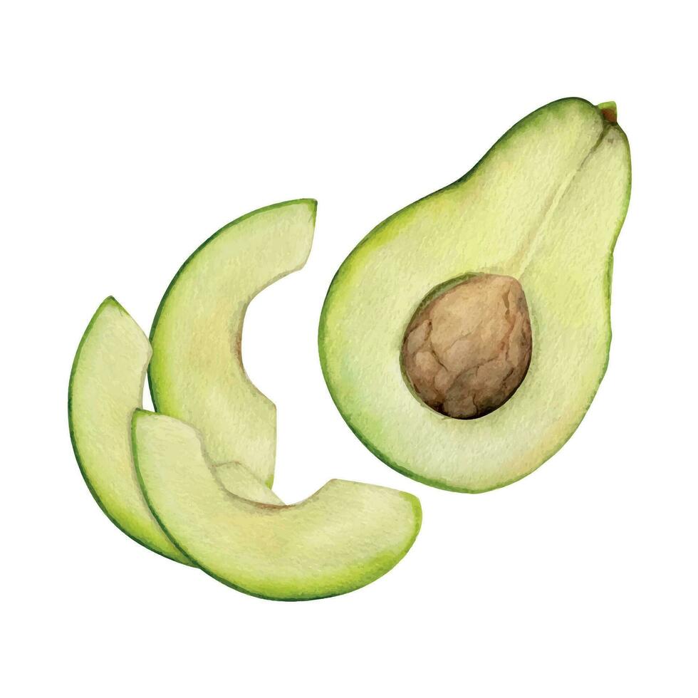 Hand drawn watercolor avocado vegetable, nuts for diet and healthy lifestyle, salad vegan cooking. Illustration composition isolated on white background. Design poster, print, website, card, menu vector