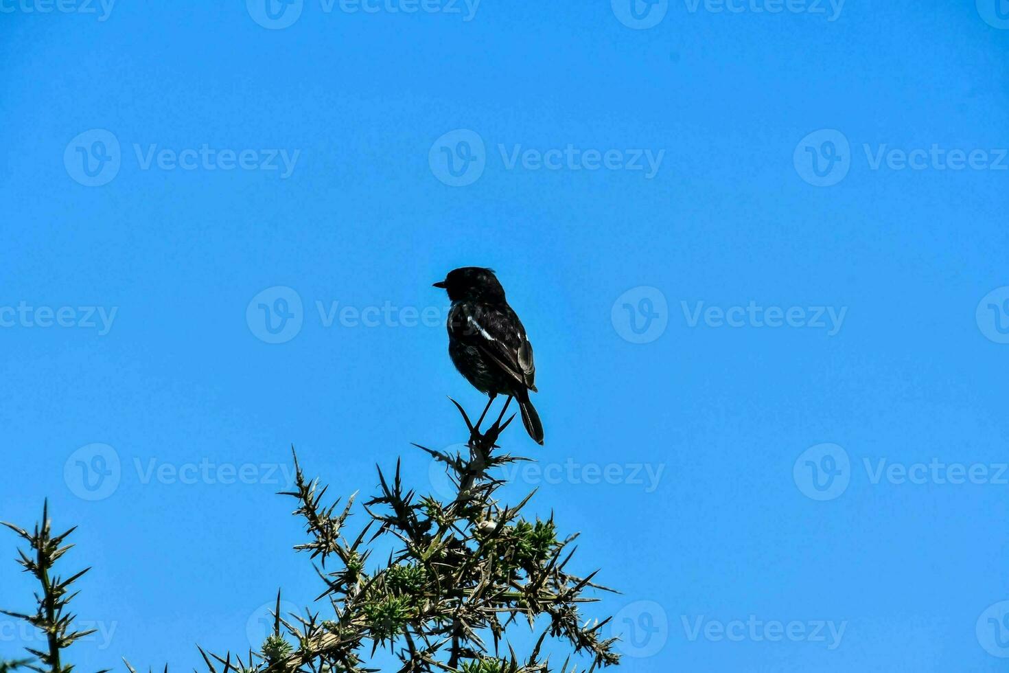 a black bird sitting on top of a tree photo