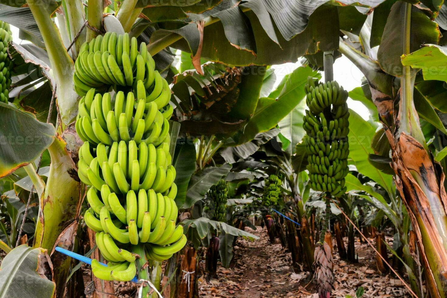 bananas growing in a banana plantation photo
