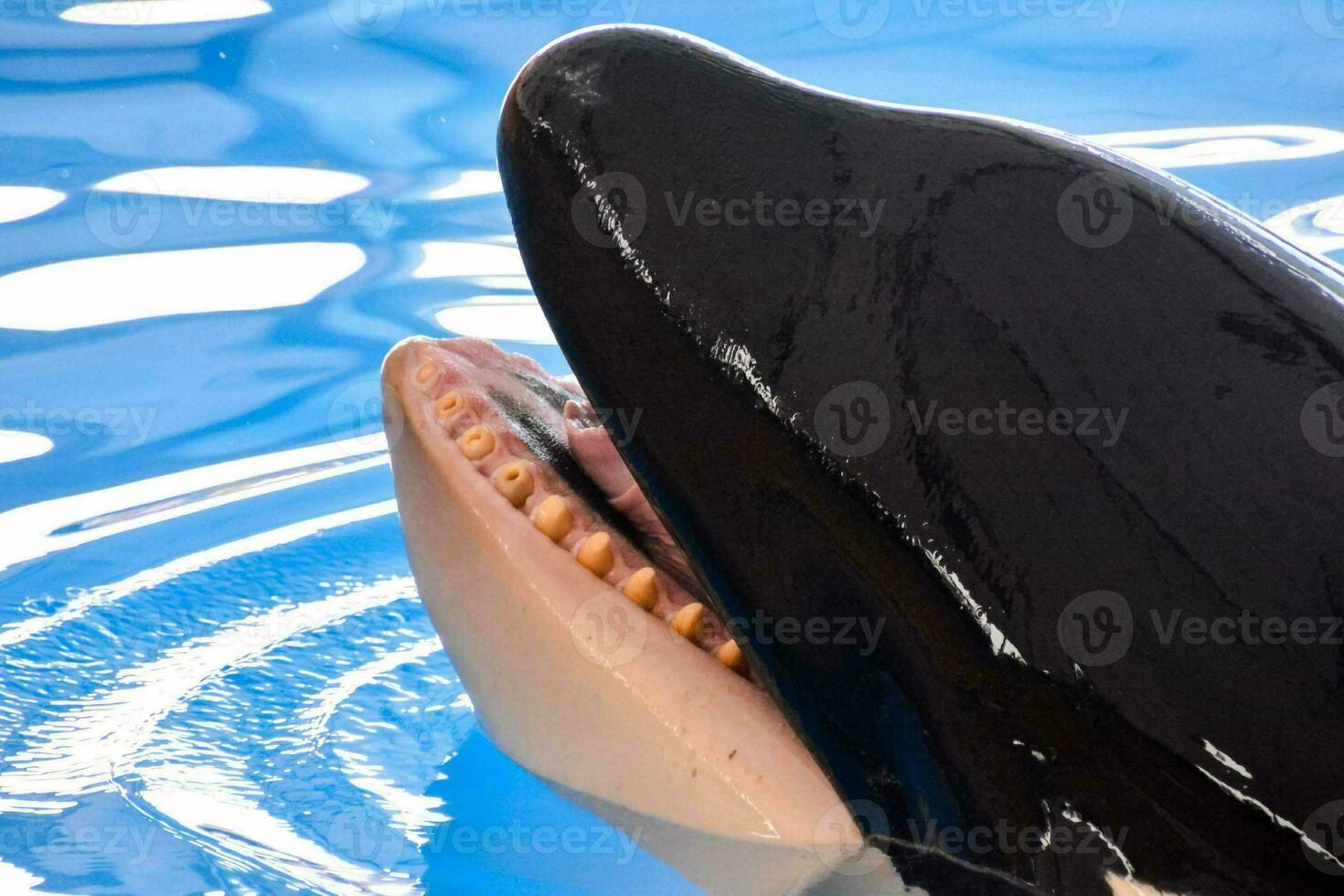 a killer whale is smiling with its mouth open photo