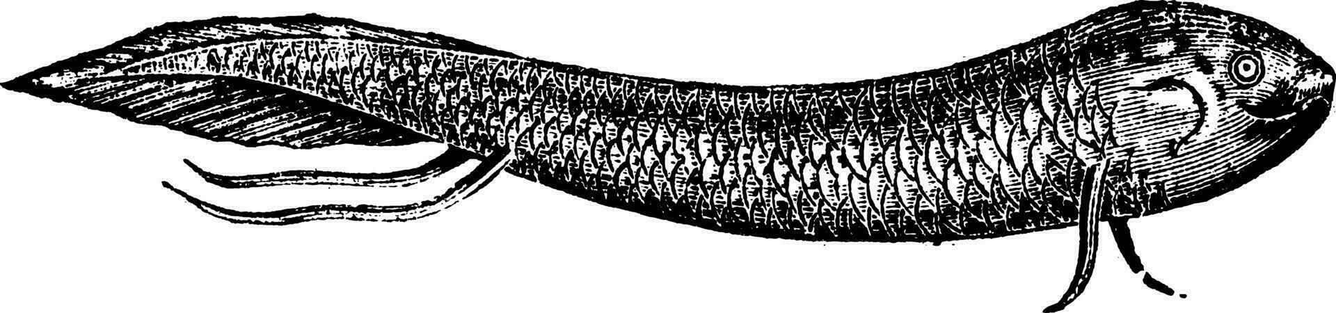 Lepidosiren or South American lungfish, vintage engraving vector