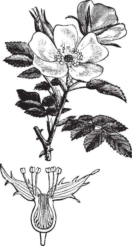 Rose hips or rose haw, vintage engraving. vector