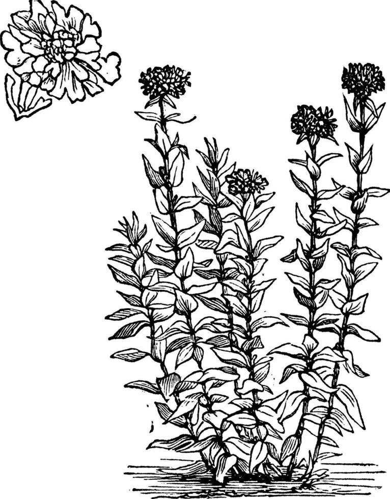 Jerusalén cruzar flor o lychnis calcedonica Clásico grabado vector