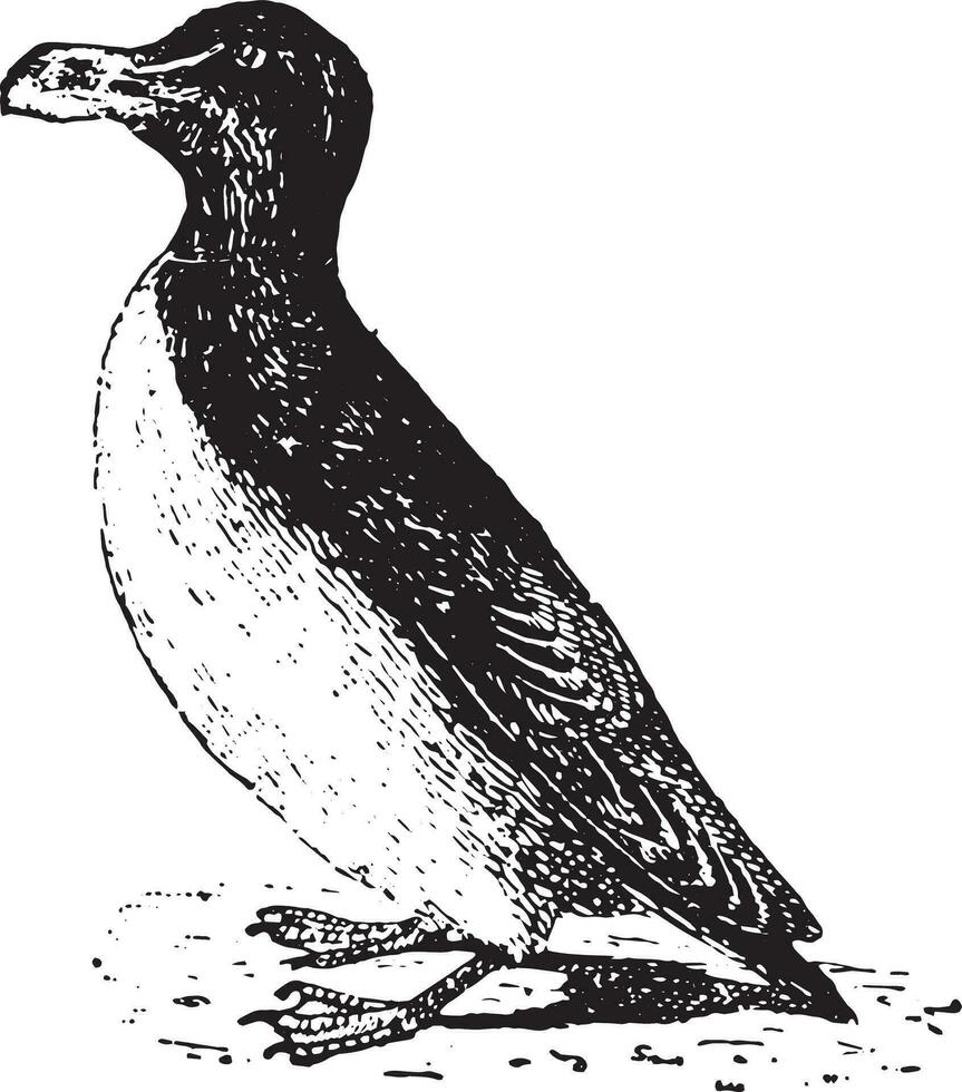 Penguin, vintage engraving. vector