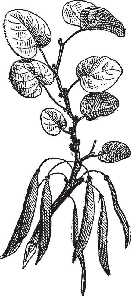 Judas tree Cercis siliquastrum isolated on white, vintage engraving. vector