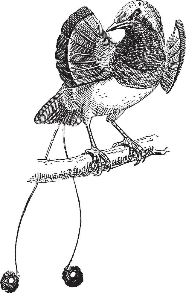 Manucode or Manucodia sp., vintage engraving vector