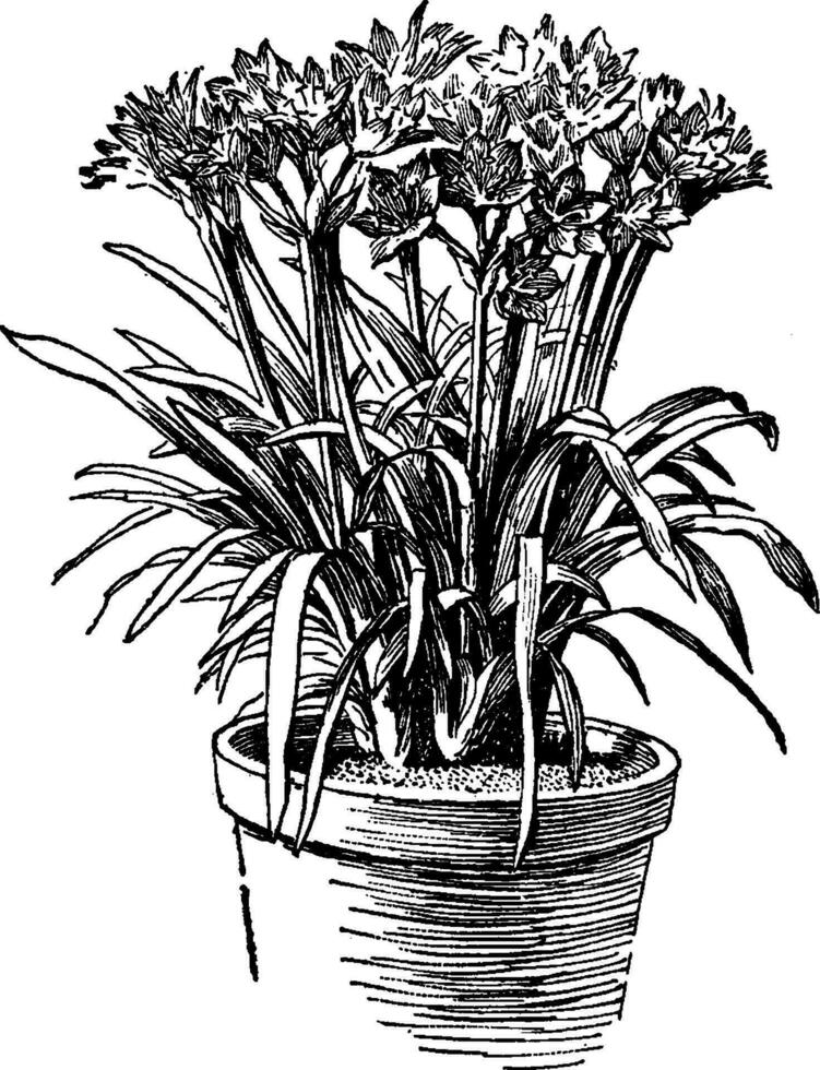 Scarborough Lily vintage illustration. vector