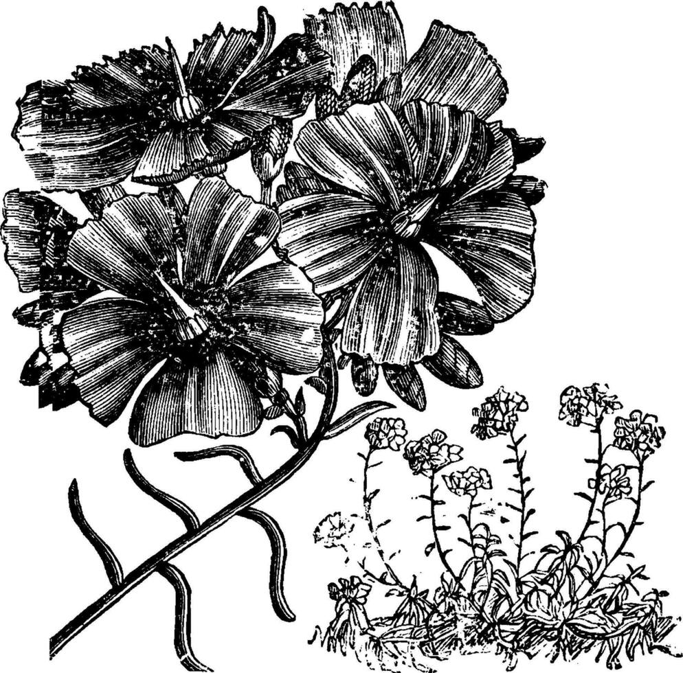Flower and Habit of Calandrinia Umbellata vintage illustration. vector