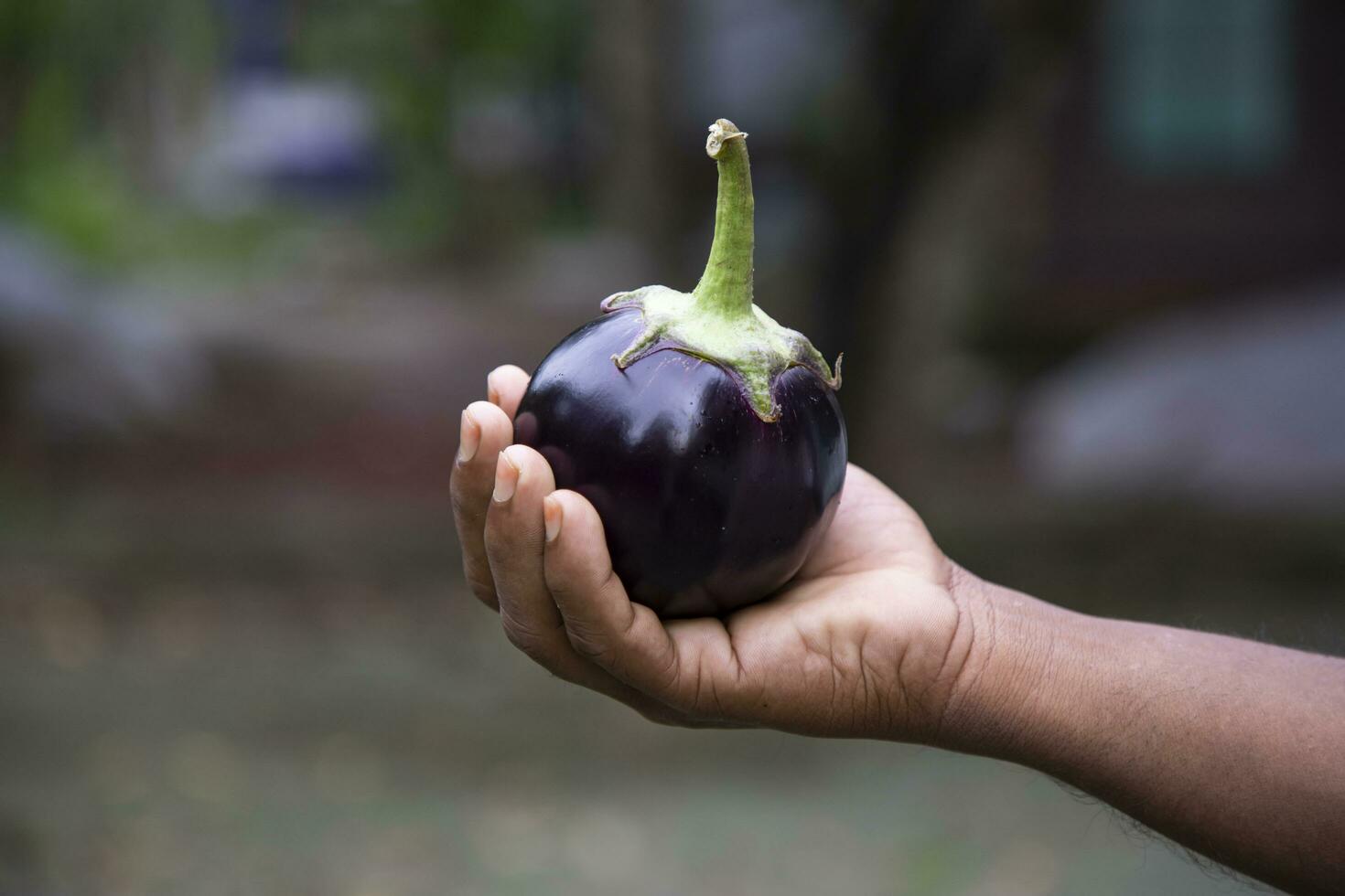 An eggplant in the farmer's hand with a shallow depth of field. Agricultural concept, cultivated vegetables photo