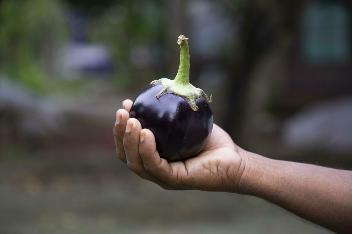 An eggplant in the farmer's hand with a shallow depth of field. Agricultural concept, cultivated vegetables photo