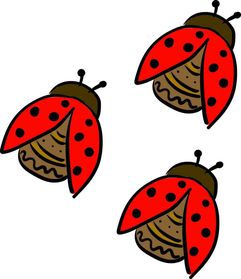 Three cute little lady beetles vector or color illustration
