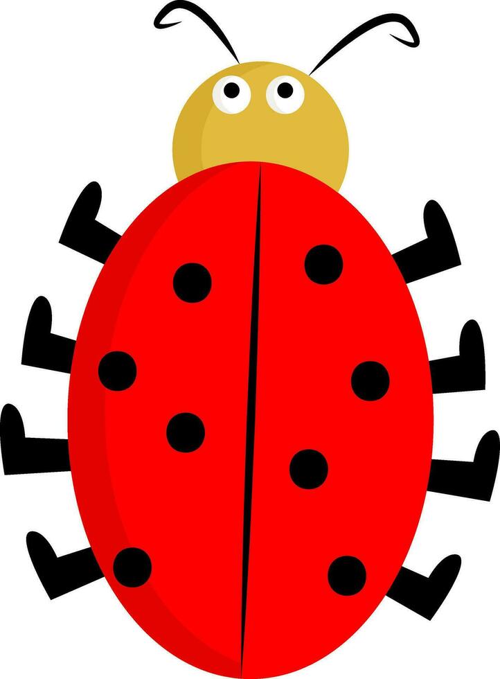 A cute little lady beetle vector or color illustration