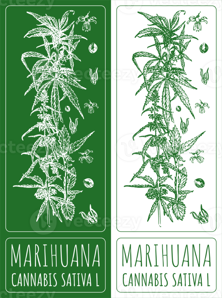 ritningar marijuana. hand dragen illustration. latin namn cannabis sativa l. png