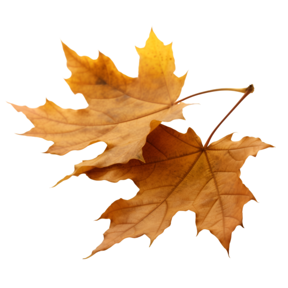autumn leaves on transparent background png