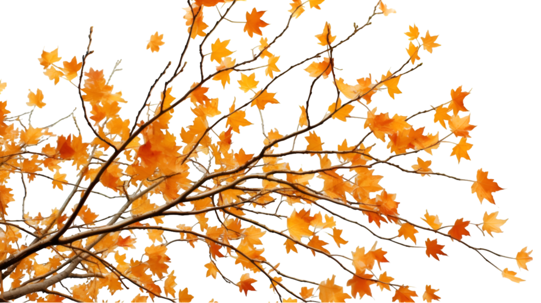 autumn leaves on transparent background png