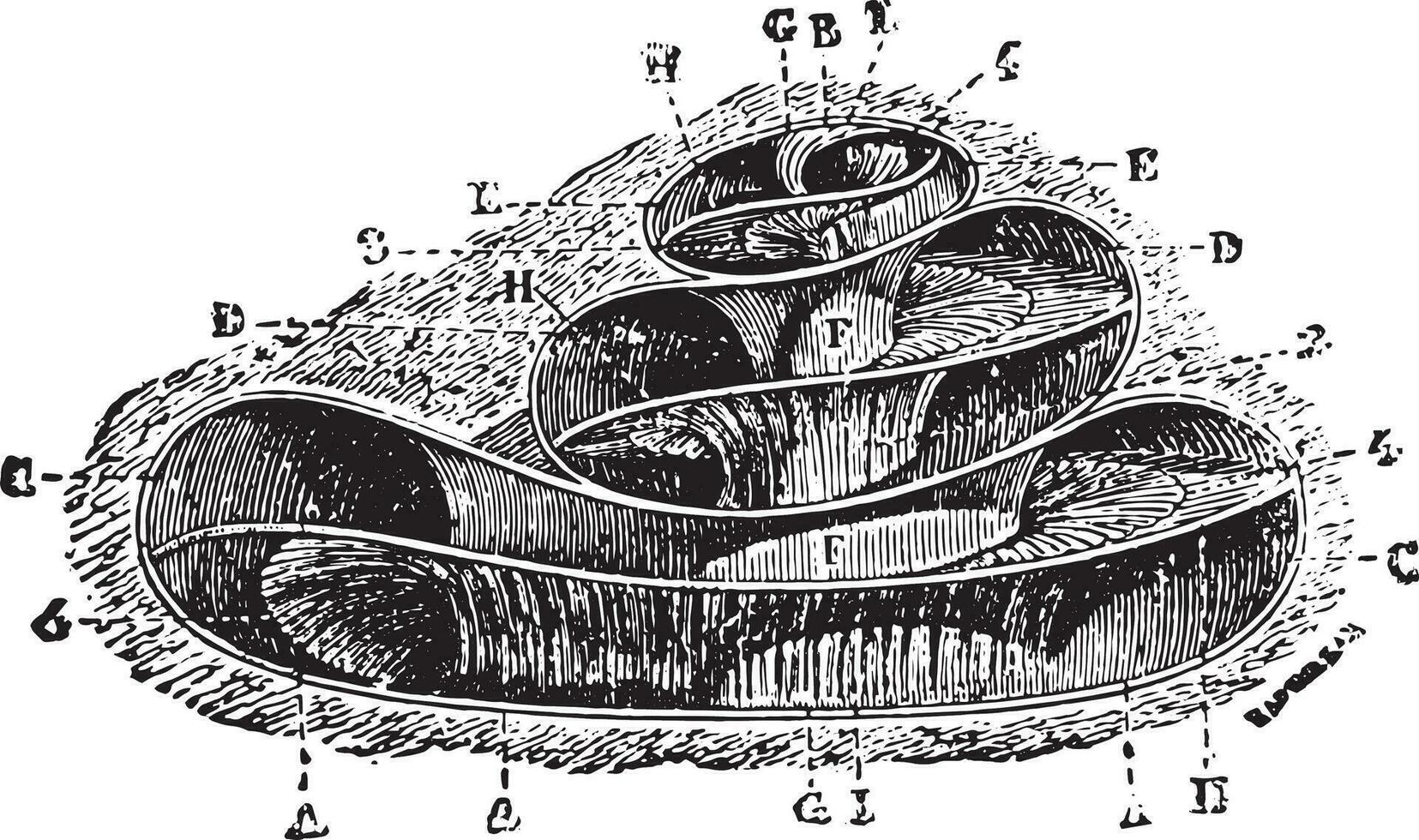 Limacon cup limacon showing his arms., vintage engraving. vector