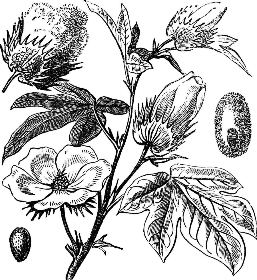 Pima Cotton or South American Cotton or Creole or Sea Island Cotton or Egyptian cotton or Gossypium barbadense vintage engraving vector