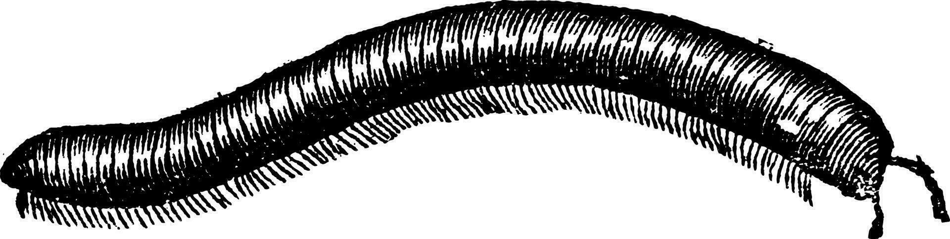 Millipede vintage engraving vector