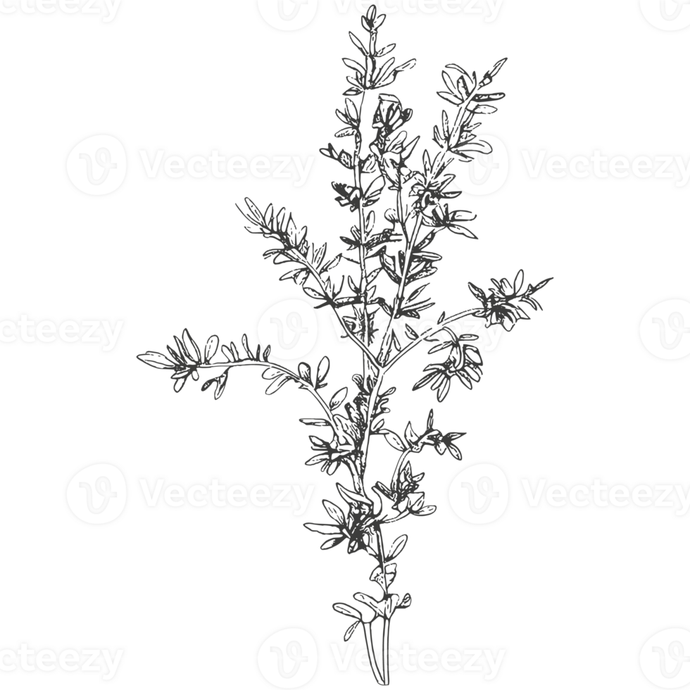 Sketch flowers and logo. png