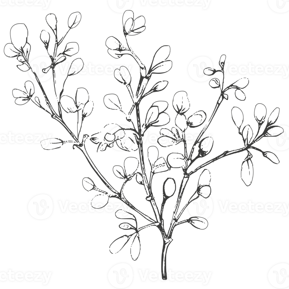 Sketch flowers and logo. png