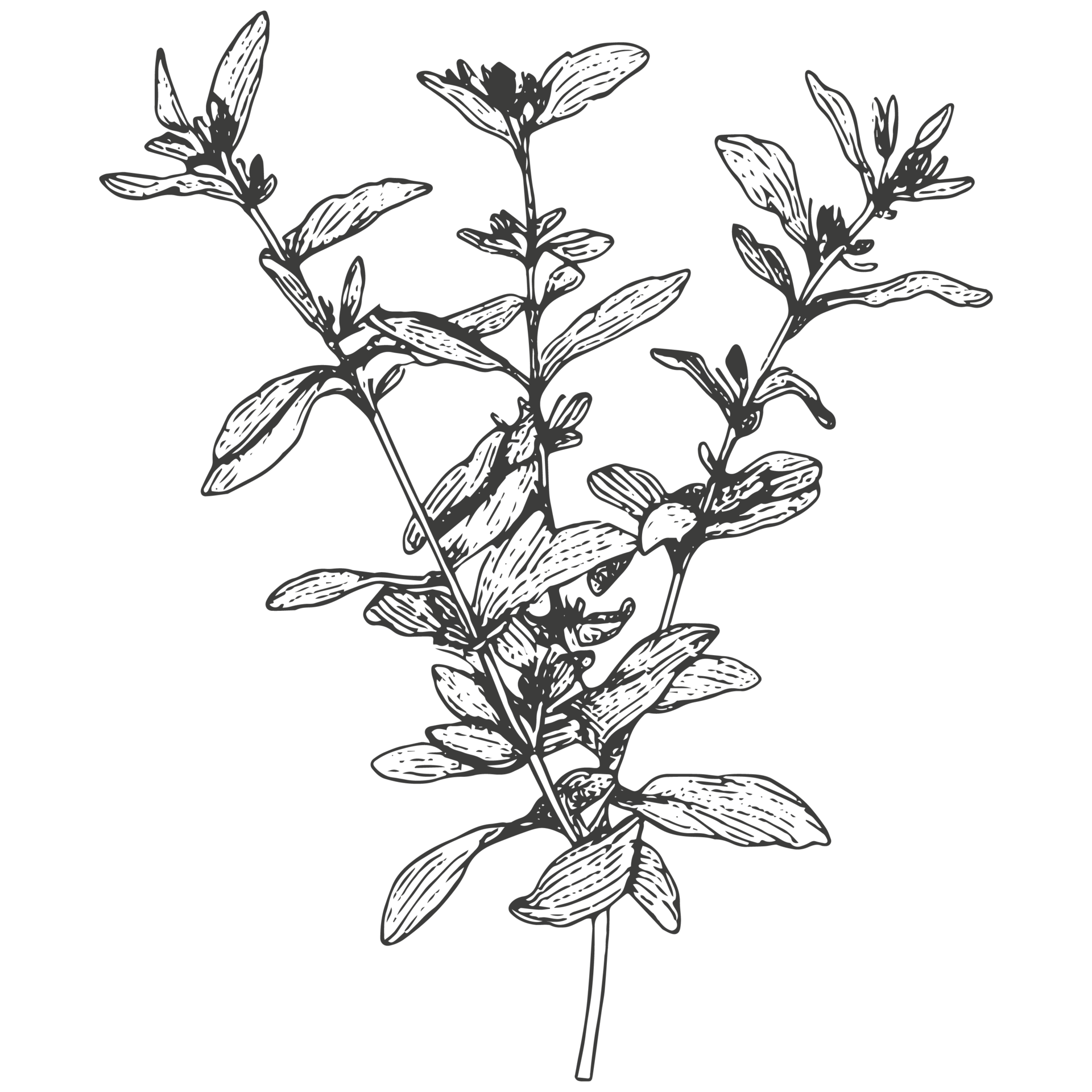 Bosquejo Flores Y Logo 35164956 PNG bosquejo-flores-y-logo-35164956-png