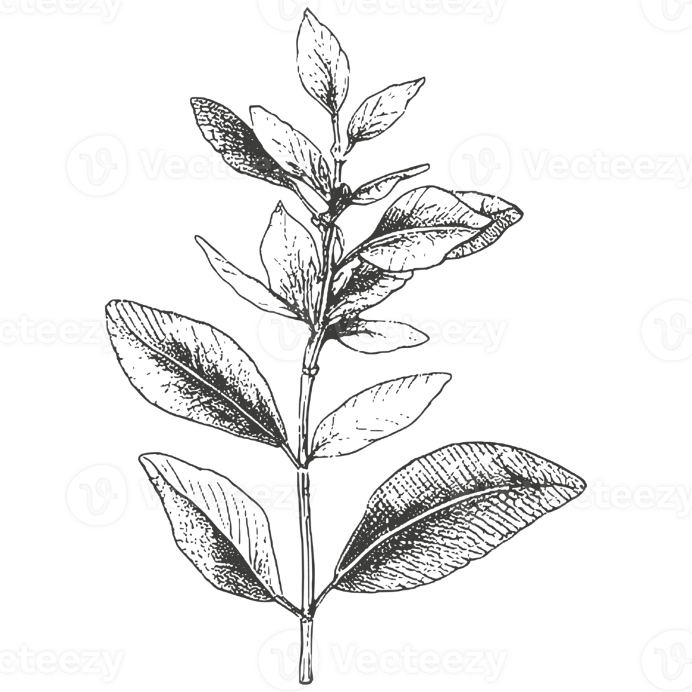 Sketch flowers and logo. png