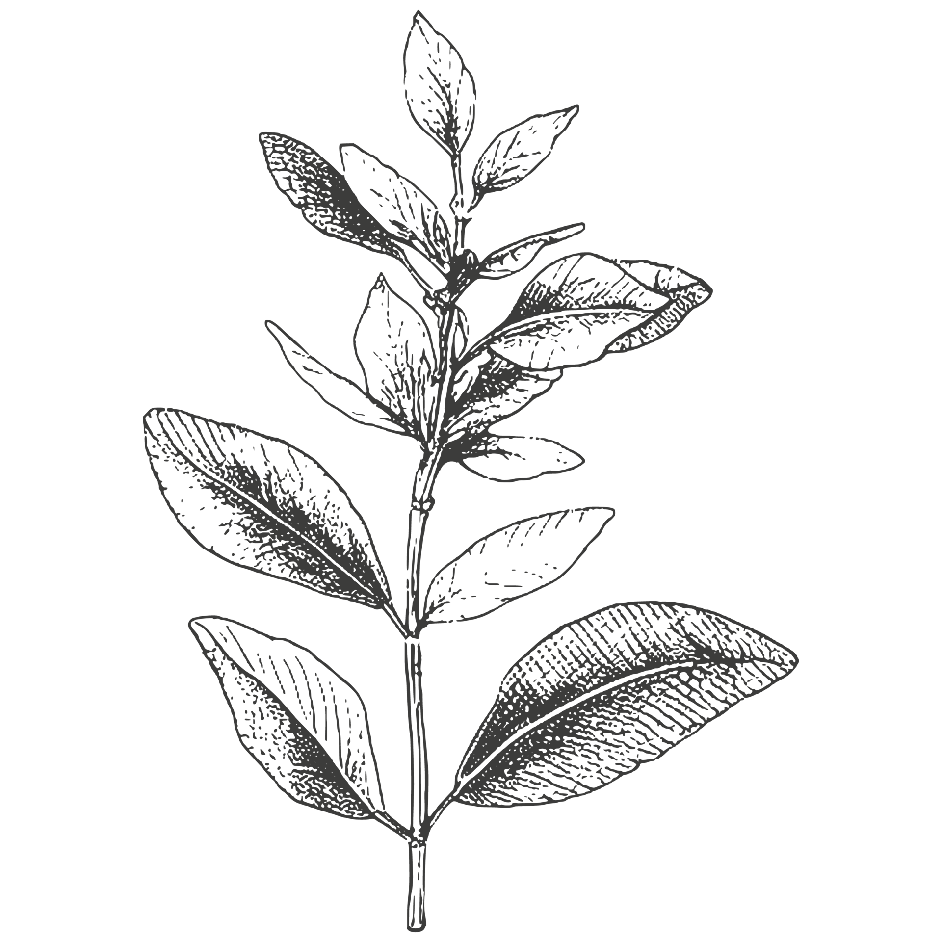 Bosquejo Flores Y Logo 35164958 PNG bosquejo-flores-y-logo-35164958-png