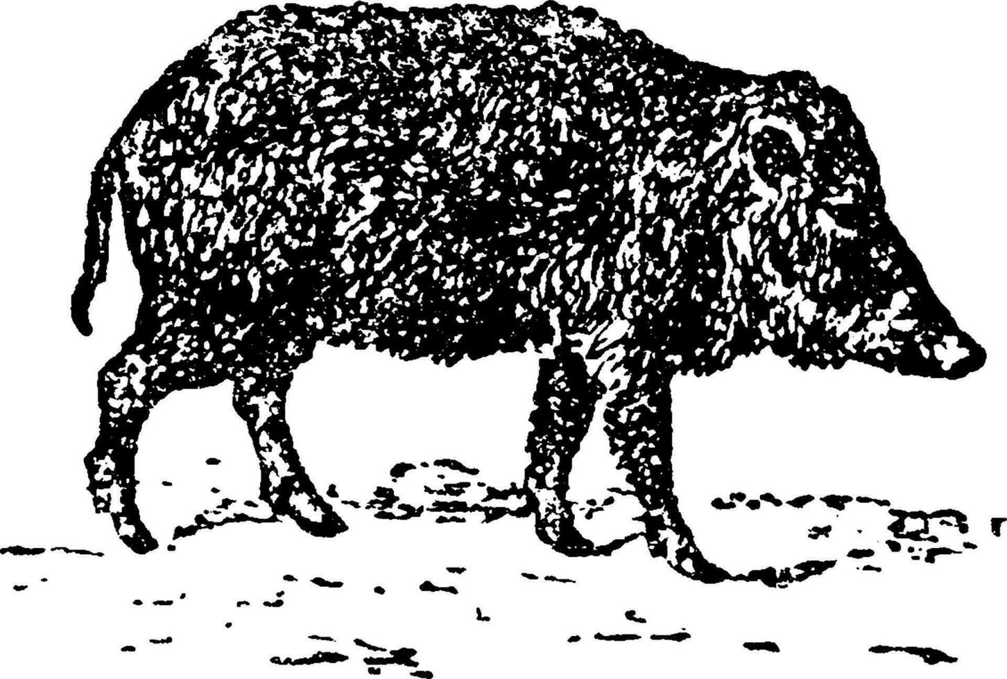 Peccary or javelina, vintage engraving. vector