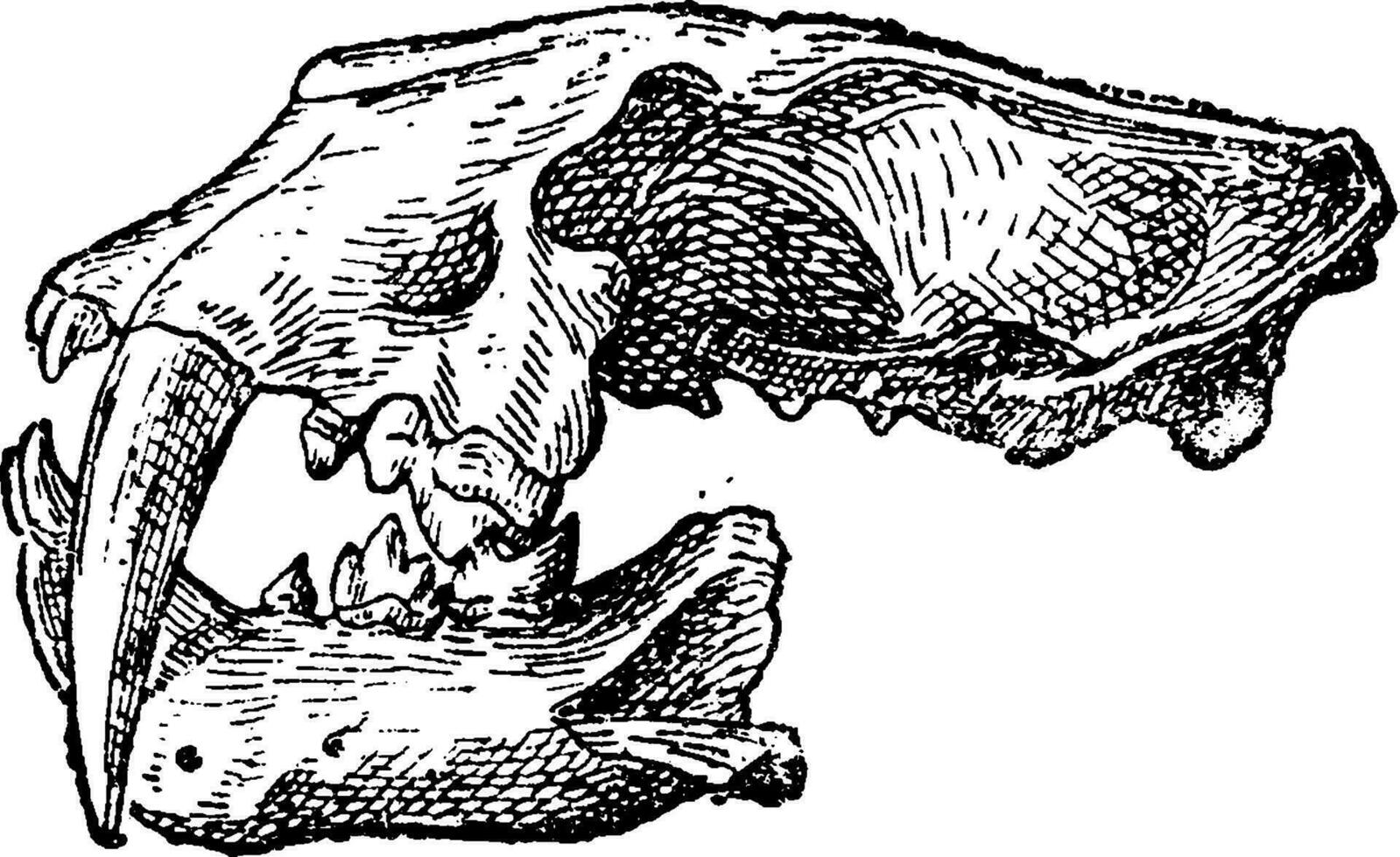 Skull of Felis Machairodus, vintage engraving. vector