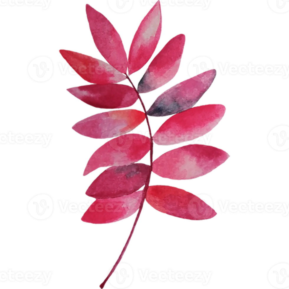 Autumn forest leaves. png