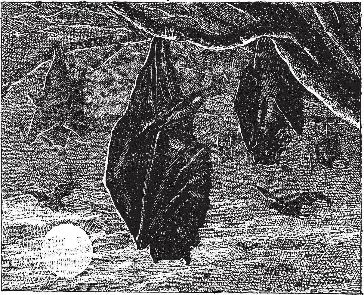 Kalong or Large Flying Fox Pteropus vampyrus, vintage engraving. vector