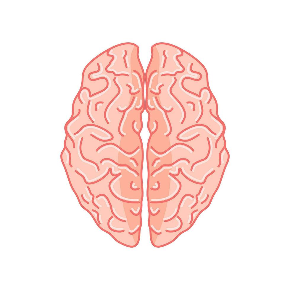Brain illustration in top view.on white background vector